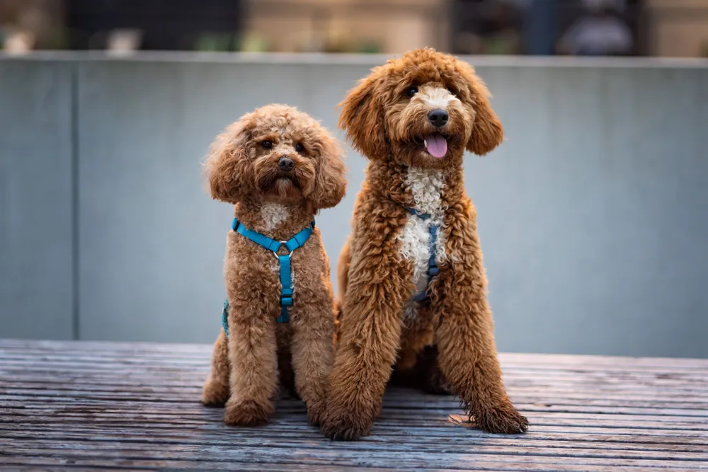 Warum professionelle Hundefotos eine wertvolle Erinnerung sind