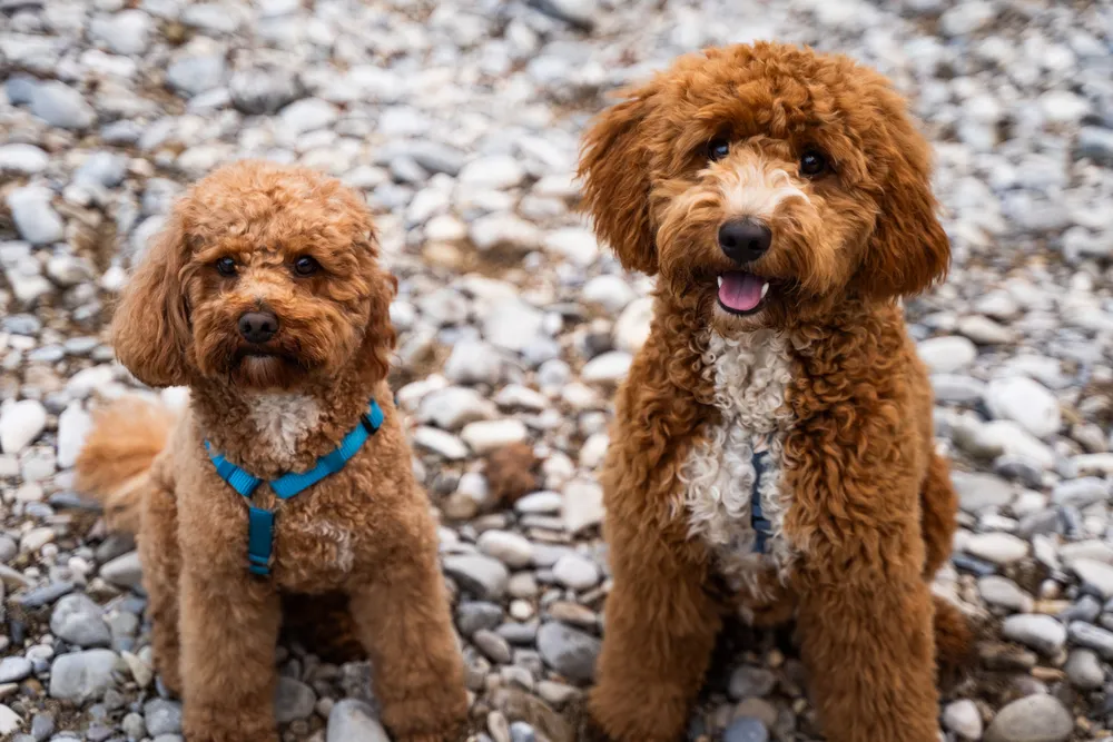 Hund Portrait – professionelle Hundefotos