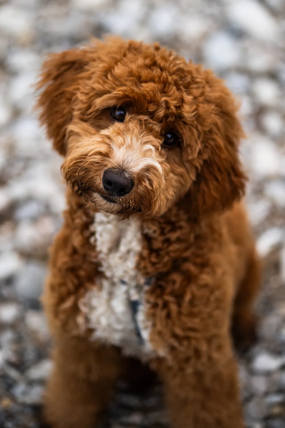 Hund Portrait – emotionale Hundefotografie