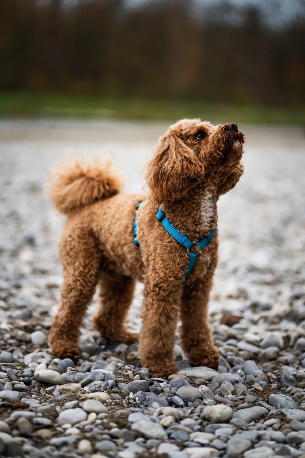 Hund Portrait Nahaufnahme – Hundefotografie