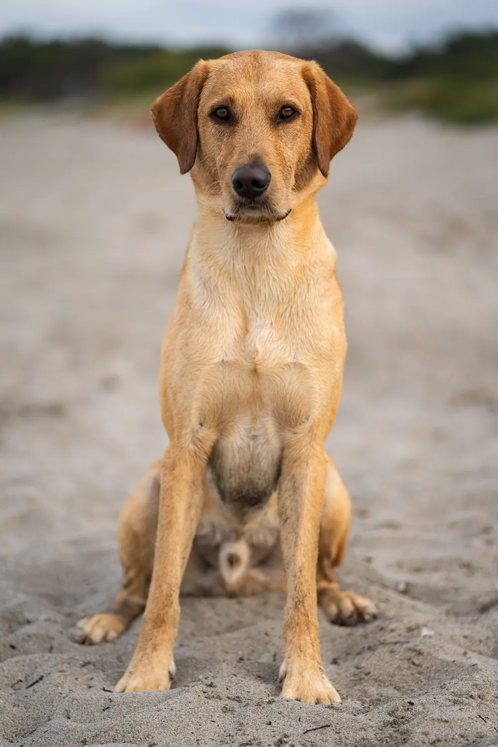 Hund am See – Outdoor Hundefotografie