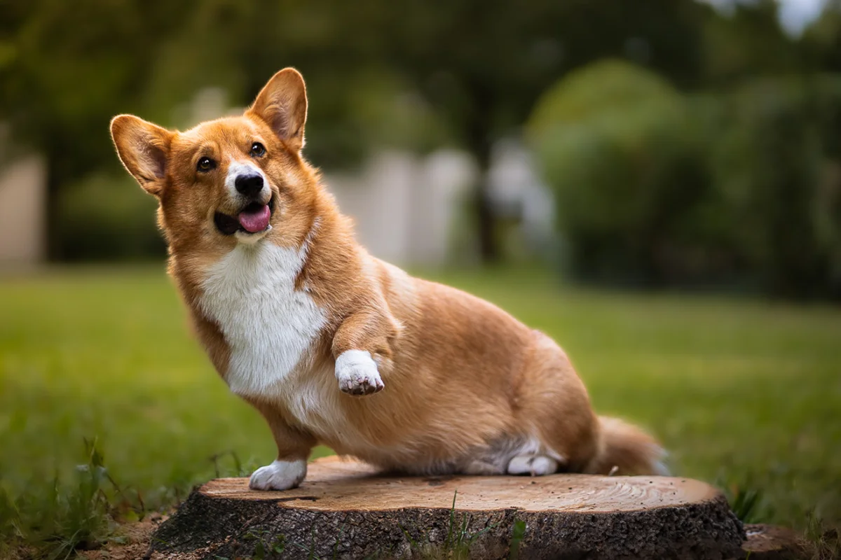 Hund im Gegenlicht – atmosphärische Hundefotografie