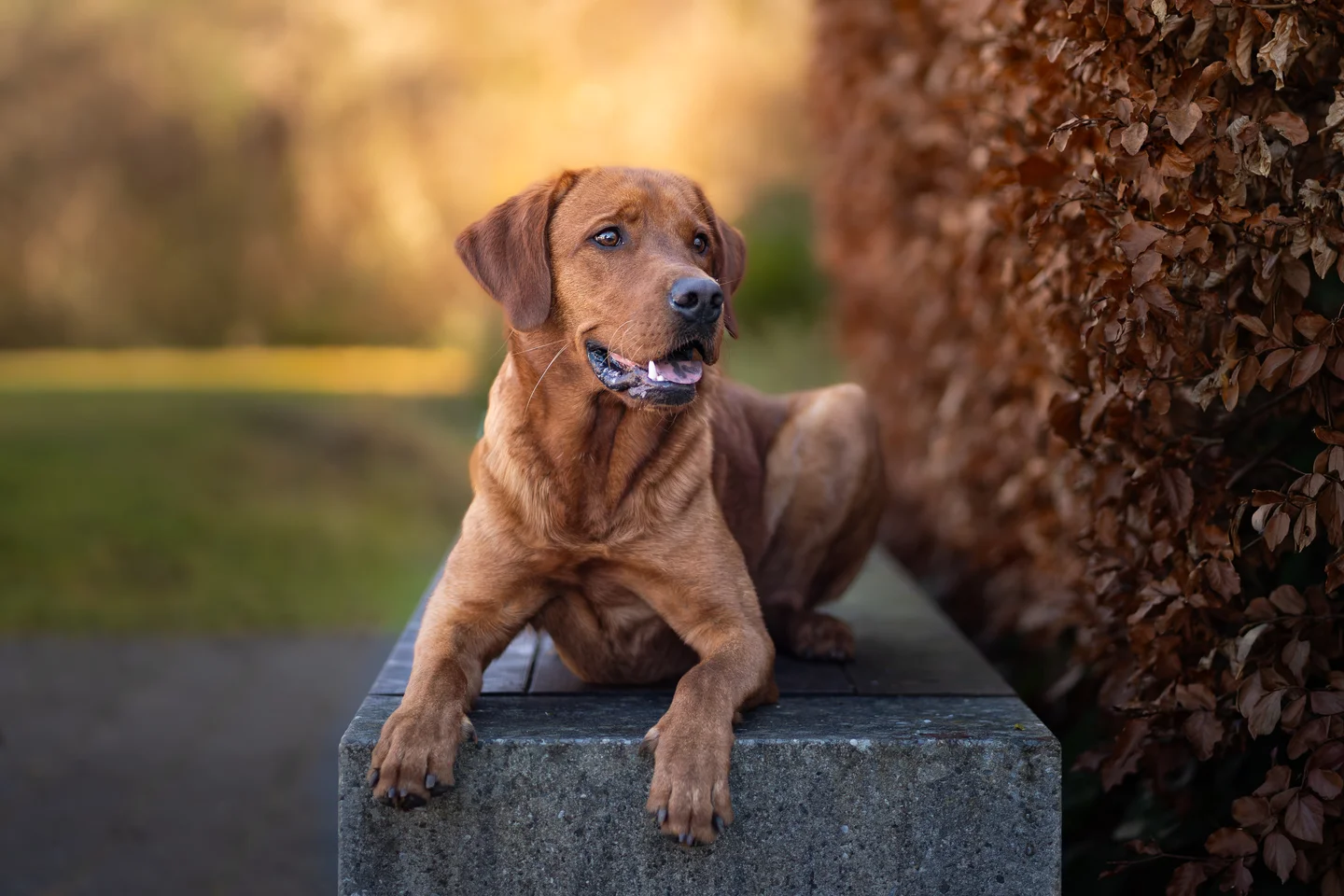 Hundefotografie München