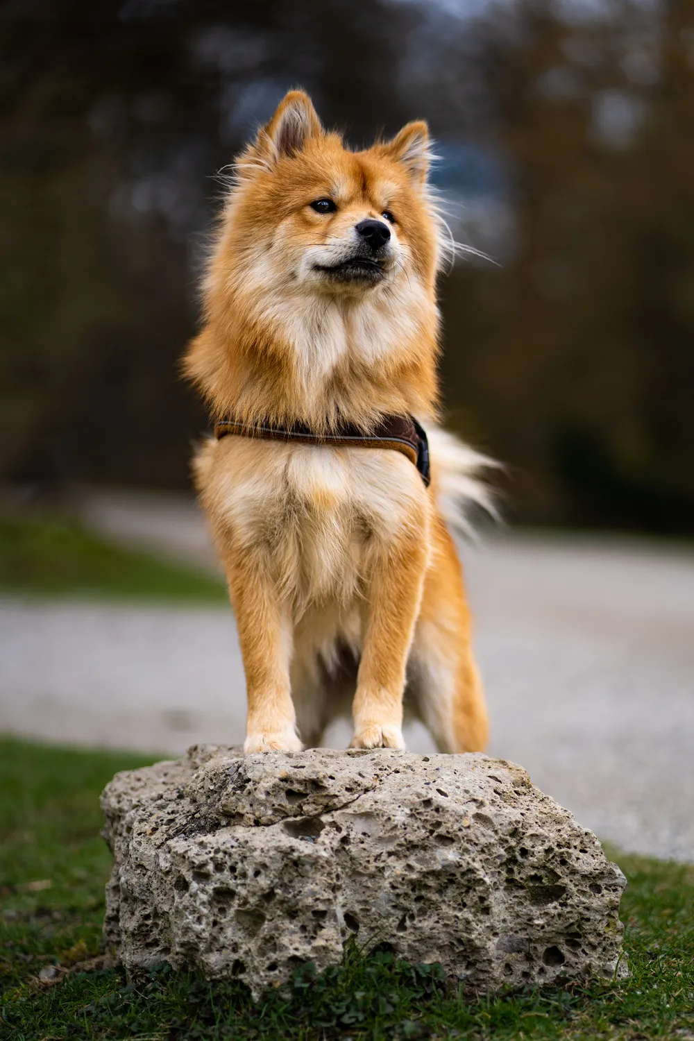 Hund auf einem Stein – Hundefotografie München