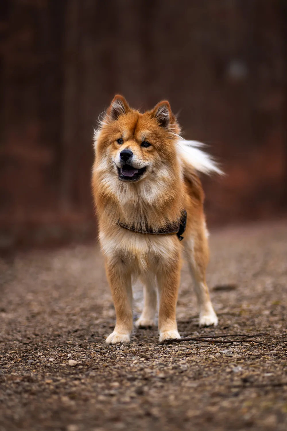 Hund Portrait mit Vignette – Hundefotografie
