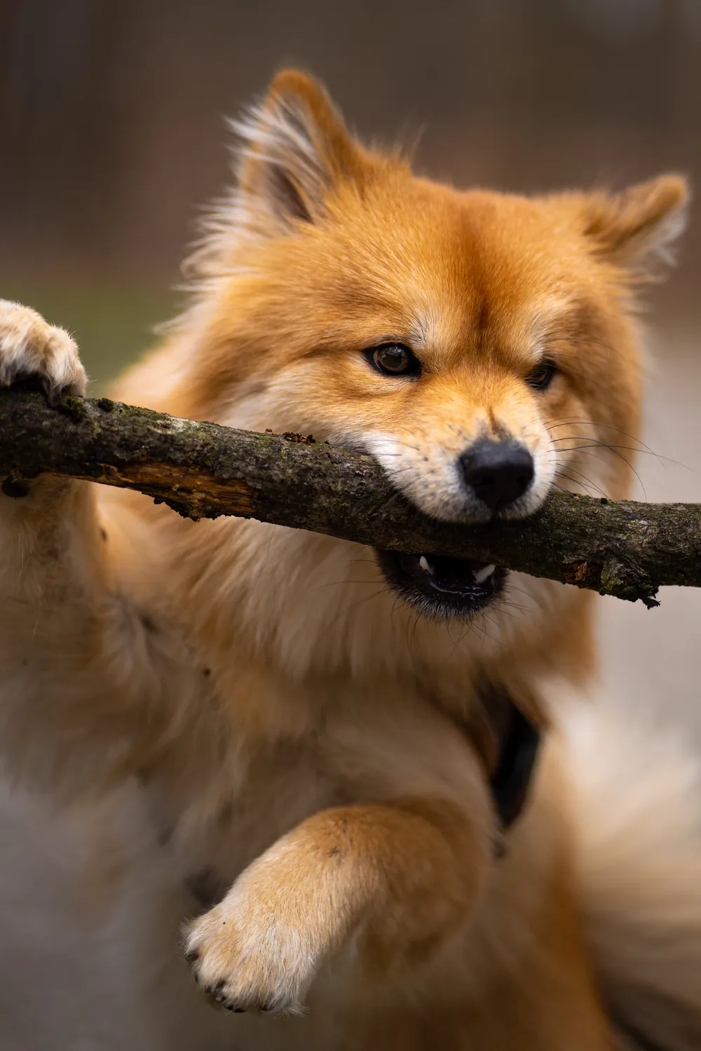 Hund beim Spielen – Hundefotografie München
