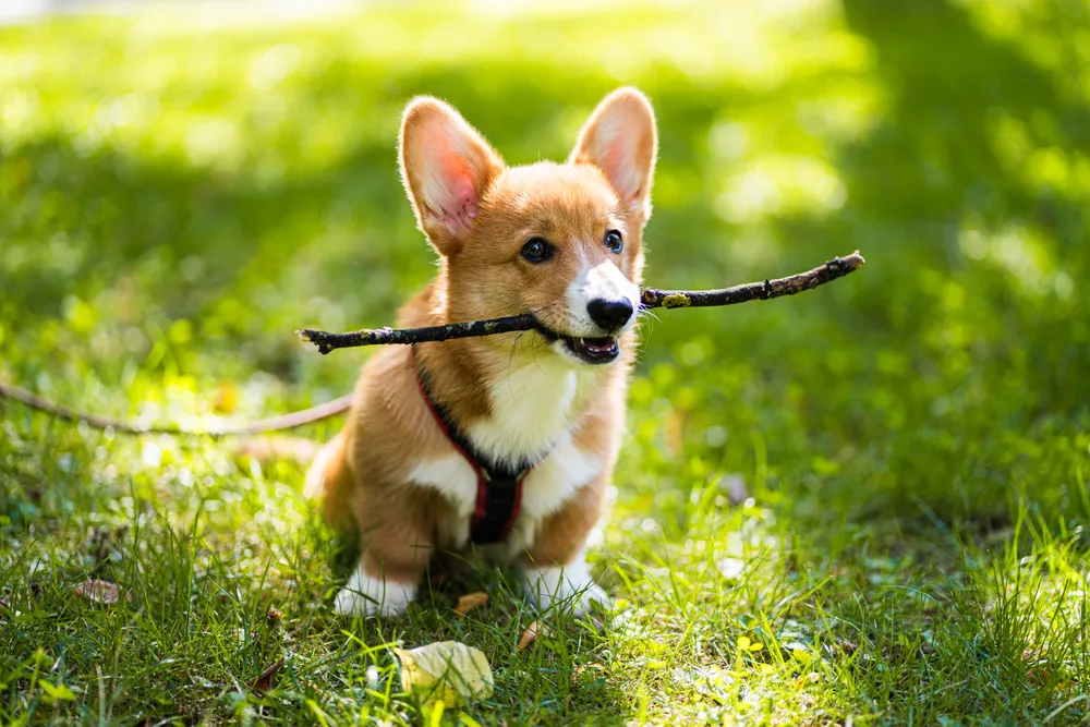 Hund an der Isar – Hundefotografie München