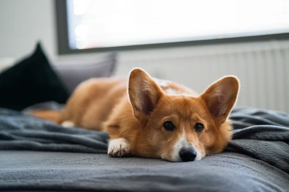 Hund am Fluss – Hundefotografie Isar München