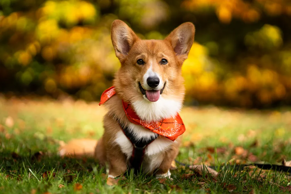 Hund im Wald – natürliche Hundefotografie