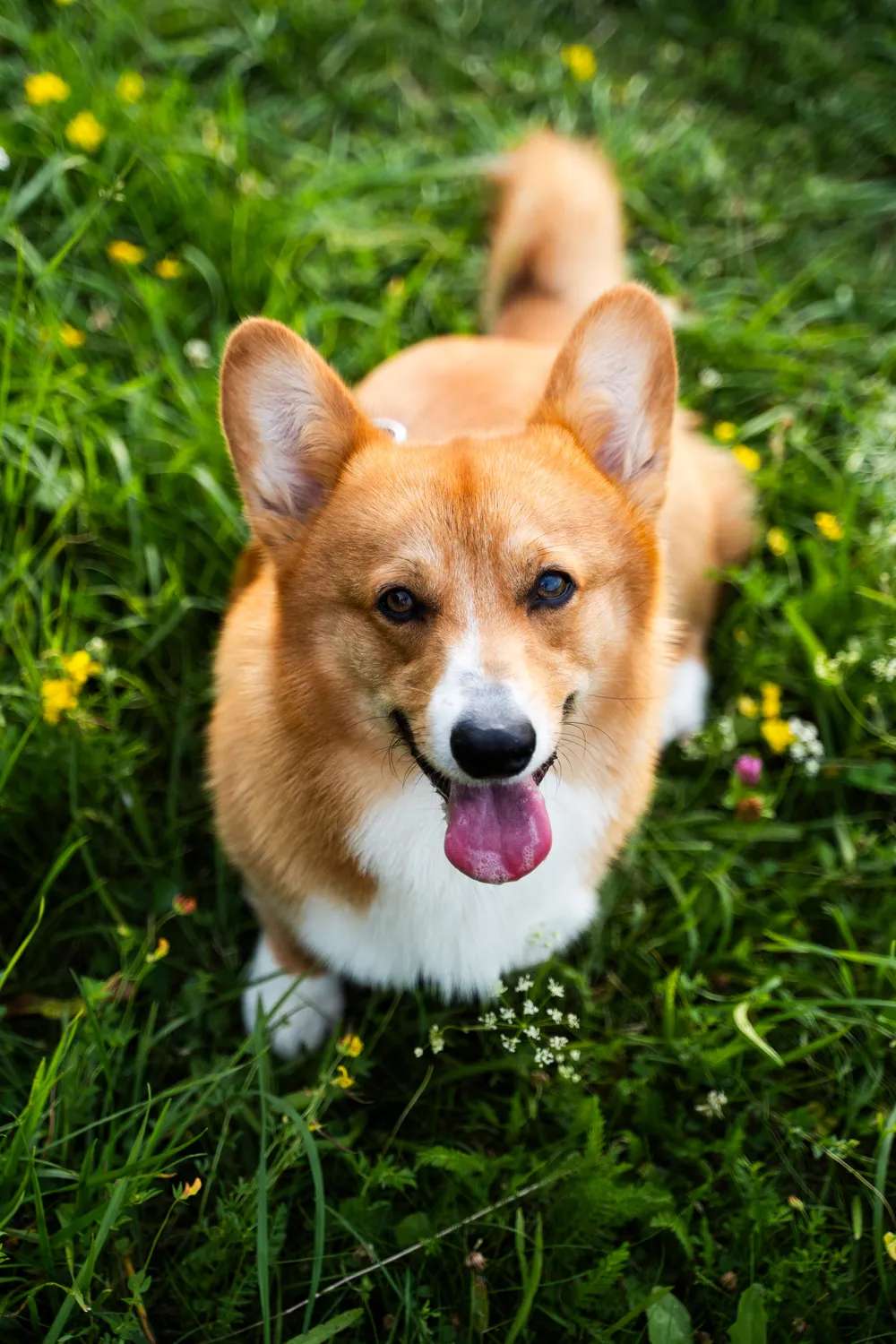 Hund im Grünen – Sommerfotografie mit Hund