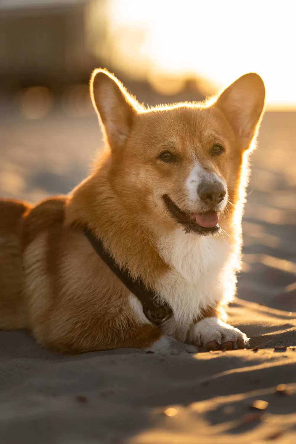 Hund im Wald – Waldspaziergang Fotografie
