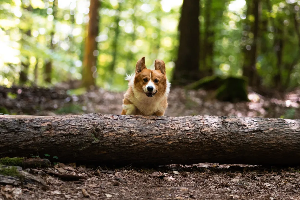 Hundefotografie München