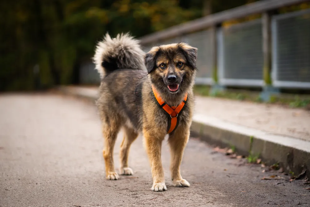 Hund am Wasser – Outdoor Hundefotografie München