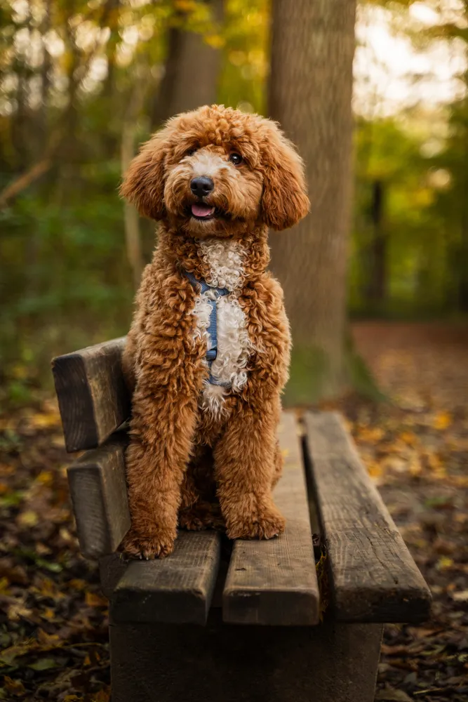 Hund im Wald – Waldfotografie mit Hund