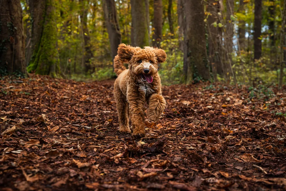 Hund im Wald – natürliche Hundefotografie Bayern