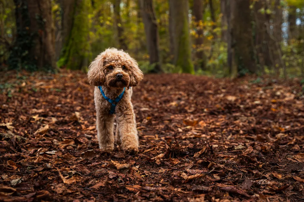 Hund im Park – entspannte Hundefotos