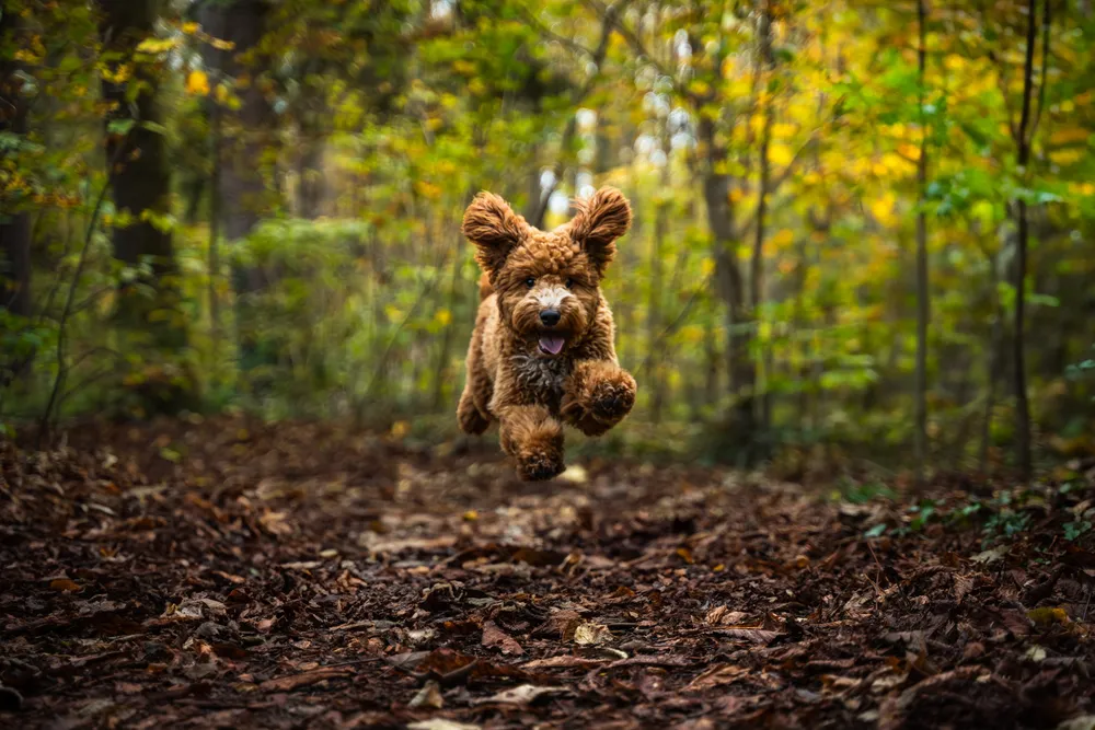 Hund im Wald – natürliche Hundebilder