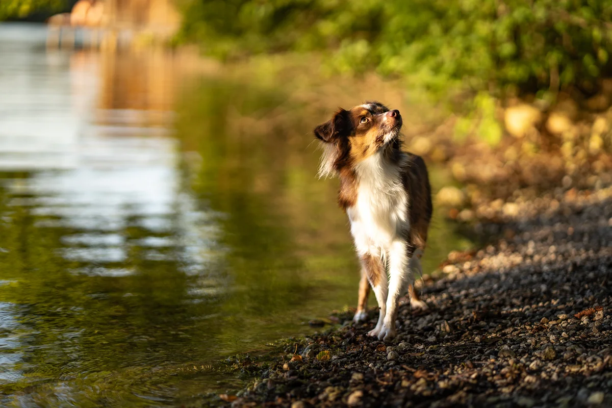 Hund in Aktion – dynamische Hundebilder