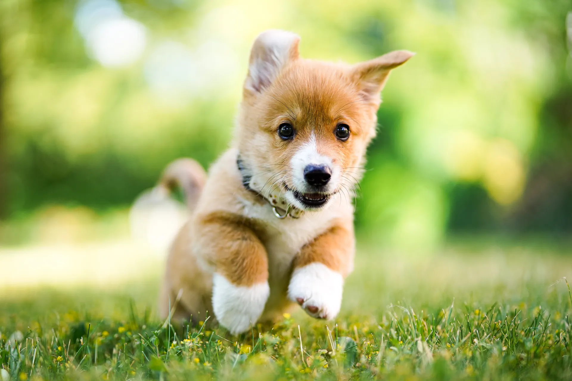 Natürliche Hundefotos Bayern