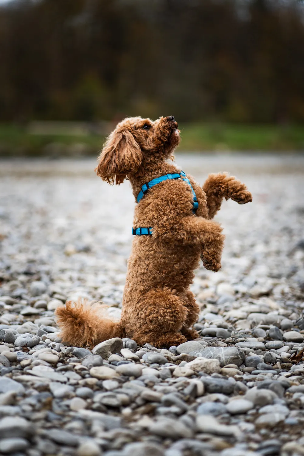 Hund in der Natur – Hundefotografie München